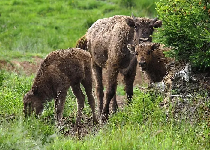 Nachhaltige-ferienwohnung-wisentsteig-wandern-waldbaden-wohlfuehlen 아파트